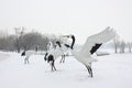 Red crowned crane Royalty Free Stock Photo