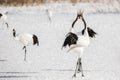 Red-Crowned Cranes Ballet Courtship Royalty Free Stock Photo