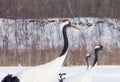 Red-crowned Cranes in bird sanctuary, Kushiro, Japan Royalty Free Stock Photo