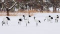 Red-crowned Cranes in bird sanctuary, Kushiro, Japan