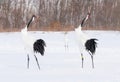 Red-crowned Cranes in bird sanctuary, Kushiro, Japan Royalty Free Stock Photo