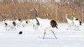 Red-crowned Cranes in bird sanctuary, Kushiro, Japan