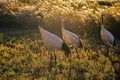 Red-crowned cranes couple brought the child, for a walk in the aureate reed. Royalty Free Stock Photo