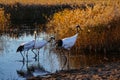 Red-crowned cranes couple brought the child, for a walk in the aureate reed. Royalty Free Stock Photo