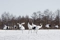 Red-Crowned Cranes Courtship Behavior Royalty Free Stock Photo