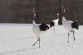 Red-Crowned Cranes Courtship Dance Royalty Free Stock Photo