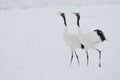 Red-crowned cranes in courtship dance Royalty Free Stock Photo