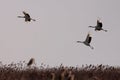 Red-crowned cranes fly freely