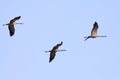 Red-crowned cranes fly freely