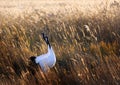 Red-crowned cranes fly through the wetlands.
