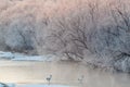 Red crowned Cranes in Frozen River at Dawn Hokkaido Japan