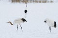 Red-crowned cranes Grus japonensis Royalty Free Stock Photo