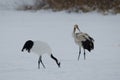 Red-crowned cranes Grus japonensis Royalty Free Stock Photo