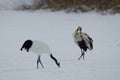 Red-crowned cranes Grus japonensis Royalty Free Stock Photo