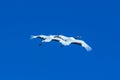 Red crowned cranes grus japonensis in flight with outstretched wings against blue sky, winter, Hokkaido, Japan, japanese crane, Royalty Free Stock Photo