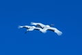 Red crowned cranes grus japonensis in flight with outstretched wings against blue sky, winter, Hokkaido, Japan, japanese crane, Royalty Free Stock Photo