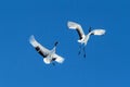 Red crowned cranes grus japonensis in flight with outstretched wings against blue sky, winter, Hokkaido, Japan, japanese crane, Royalty Free Stock Photo