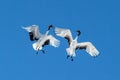 Red crowned cranes grus japonensis in flight with outstretched wings against blue sky, winter, Hokkaido, Japan, japanese crane, Royalty Free Stock Photo