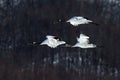 Red crowned cranes grus japonensis in flight with outstretched wings against forest, winter, Hokkaido, Japan, japanese crane, Royalty Free Stock Photo
