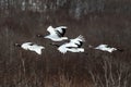 Red crowned cranes grus japonensis in flight with outstretched wings against forest, winter, Hokkaido, Japan, japanese crane, Royalty Free Stock Photo