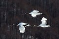 Red crowned cranes grus japonensis in flight with outstretched wings against forest, winter, Hokkaido, Japan, japanese crane, Royalty Free Stock Photo