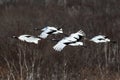 Red crowned cranes grus japonensis in flight with outstretched wings against forest, winter, Hokkaido, Japan, japanese crane, Royalty Free Stock Photo
