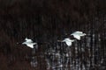 Red crowned cranes grus japonensis in flight with outstretched wings against forest, winter, Hokkaido, Japan, japanese crane, Royalty Free Stock Photo