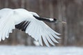 Red crowned cranes grus japonensis in flight with outstretched wings, winter, Hokkaido, Japan, japanese crane, beautiful mystic Royalty Free Stock Photo