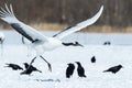 Red crowned cranes grus japonensis in flight with outstretched wings, winter, Hokkaido, Japan, japanese crane, beautiful mystic Royalty Free Stock Photo