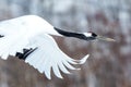 Red crowned cranes grus japonensis in flight with outstretched wings, winter, Hokkaido, Japan, japanese crane, beautiful mystic Royalty Free Stock Photo