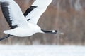 Red crowned cranes grus japonensis in flight with outstretched wings, winter, Hokkaido, Japan, japanese crane, beautiful mystic Royalty Free Stock Photo