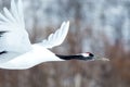 Red crowned cranes grus japonensis in flight with outstretched wings, winter, Hokkaido, Japan, japanese crane, beautiful mystic Royalty Free Stock Photo
