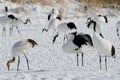 Red-crowned cranes Grus japonensis Royalty Free Stock Photo