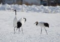 Red-crowned cranes Grus japonensis Royalty Free Stock Photo