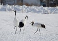 Red-crowned cranes with a juvenile to the right. Royalty Free Stock Photo