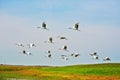 Red -crowned Cranes