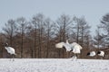 Red-Crowned Cranes Romance Behavior Royalty Free Stock Photo