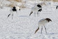 Red-crowned cranes searching for food Royalty Free Stock Photo