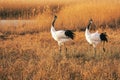 Red-crowned cranes sing in the golden reeds in the wetland in autumn.