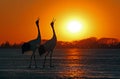 Red-crowned cranes sing loudly in the sunset Royalty Free Stock Photo