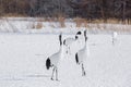 Red-Crowned Cranes Synchronous Courtship Behavior