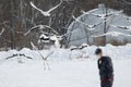 Red-crowned cranes and whooper swans taking flight Royalty Free Stock Photo