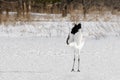 Red-Crowned/Japanese Crane Courtship Behavior