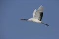 Red-crowned or Japanese crane, Grus japonensis,