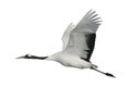 Red-crowned or Japanese crane, Grus japonensis, Royalty Free Stock Photo