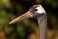 Red-crowned Japanese crane