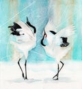 The red-crowned japanese cranes dancing under the blue sky Royalty Free Stock Photo