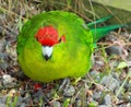 Red Crowned Parakeet Royalty Free Stock Photo