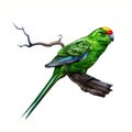 The red-crowned parakeet Cyanoramphus novaezelandiae Royalty Free Stock Photo