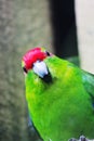 Close up image of a New Zealand Red-Crowned Parakeet